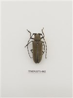 藏品(桑天牛)的圖片